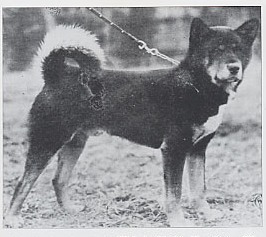 В ГУГЛ НАЙДЕТСЯ ВСЕ или японская собака на просторах интернета - Страница 2 Kappei